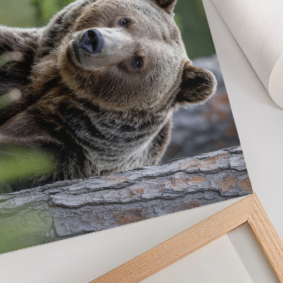 Poster murale di alta qualità Un orso in una foresta ricca di fascino naturale