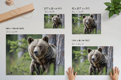 Poster murale di alta qualità Un orso in una foresta ricca di fascino naturale