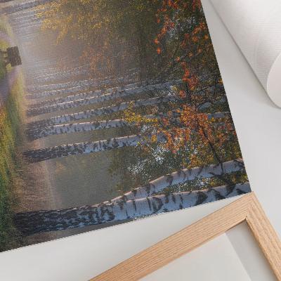 Poster Betulle simmetriche, luce nebbiosa, viale autunnale