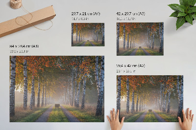 Poster Betulle simmetriche, luce nebbiosa, viale autunnale