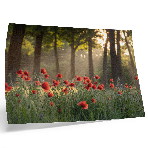 Poster dai colori saturi papaveri rossi verde foresta raggi di sole