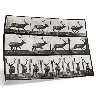 Poster dai colori saturi Tavola n. 695 (1887) sulla locomozione animale, fotografia di Eadweard Muybridge