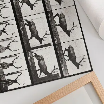 Tavola n. 695 (1887) sulla locomozione animale di Eadweard Muybridge poster con colori saturi
