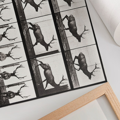 Poster dai colori saturi Tavola n. 695 (1887) sulla locomozione animale, fotografia di Eadweard Muybridge