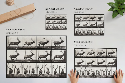 Poster dai colori saturi Tavola n. 695 (1887) sulla locomozione animale, fotografia di Eadweard Muybridge