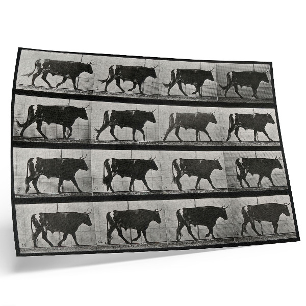 Poster dai colori saturi Un toro in marcia. Fototipo da un'opera di Eadweard Muybridge, 1887.