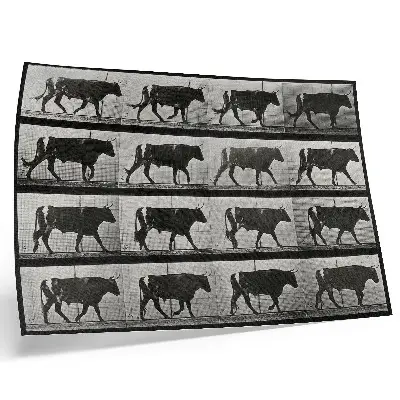 Un toro in marcia fototipo dai colori saturi tratto da un'opera di Eadweard Muybridge del 1887