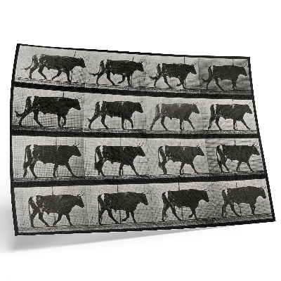 Poster dai colori saturi Un toro in marcia. Fototipo da un'opera di Eadweard Muybridge, 1887.