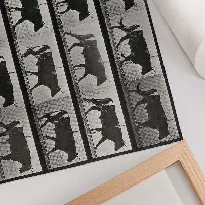 Poster dai colori saturi Un toro in marcia. Fototipo da un'opera di Eadweard Muybridge, 1887.