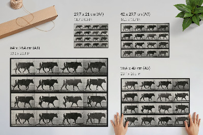 Poster dai colori saturi Un toro in marcia. Fototipo da un'opera di Eadweard Muybridge, 1887.