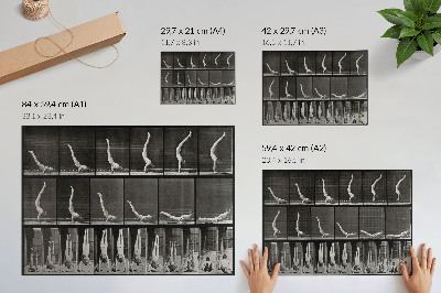 Poster murale di alta qualità Un uomo in piedi sulle mani, in posizione supina. Fototipo da un'opera di Eadweard Muybridge, 1887.
