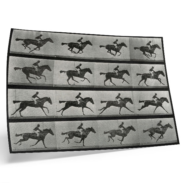 Poster Cavallo e cavaliere al galoppo. Fototipo tratto da un'opera di Eadweard Muybridge, 1887.
