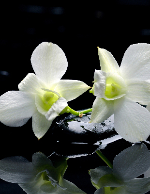 Tenda a rullo da interno con stampa di orchidee ed eleganza