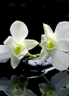 Tenda a rullo da interno con stampa di orchidee ed eleganza