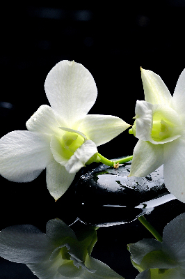 Tenda a rullo da interno con stampa di orchidee ed eleganza