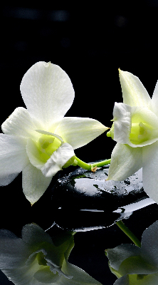 Tenda a rullo da interno con stampa di orchidee ed eleganza