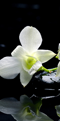 Tenda a rullo da interno con stampa di orchidee ed eleganza