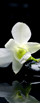 Tenda a rullo da interno con stampa di orchidee ed eleganza