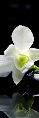 Tenda a rullo da interno con stampa di orchidee ed eleganza
