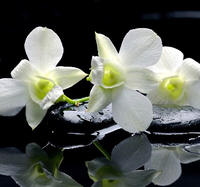 Tenda a rullo da interno con stampa di orchidee ed eleganza