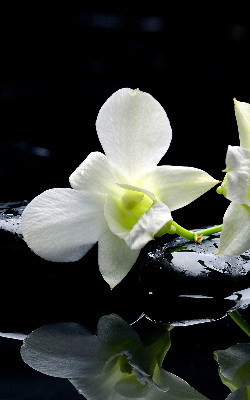 Tenda a rullo da interno con stampa di orchidee ed eleganza