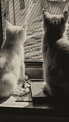 Tenda a rullo per finestra con stampa di gatti