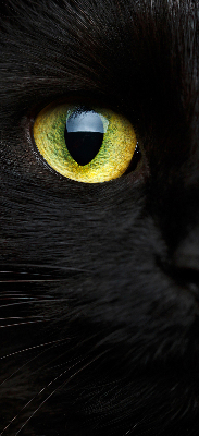 Tenda a rullo per interni modello occhi di gatto per finestra