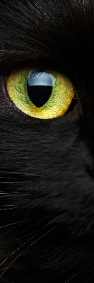 Tenda a rullo per interni modello occhi di gatto per finestra