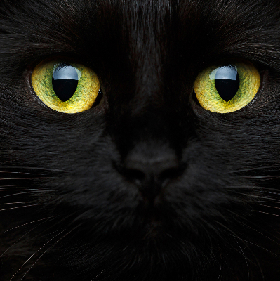Tenda a rullo per interni modello occhi di gatto per finestra
