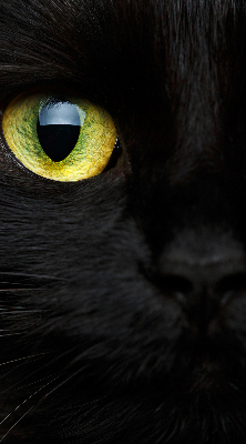 Tenda a rullo per interni modello occhi di gatto per finestra