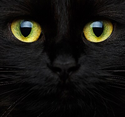 Tenda a rullo per interni modello occhi di gatto per finestra