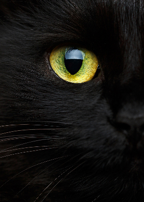 Tenda a rullo per interni modello occhi di gatto per finestra