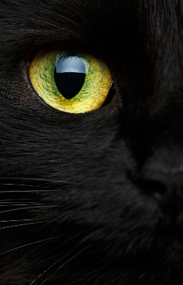 Tenda a rullo per interni modello occhi di gatto per finestra
