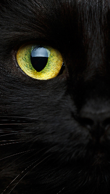 Tenda a rullo per interni modello occhi di gatto per finestra