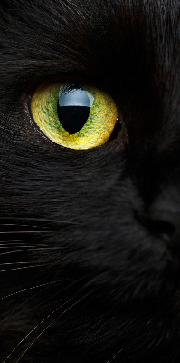 Tenda a rullo per interni modello occhi di gatto per finestra