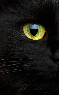 Tenda a rullo per interni modello occhi di gatto per finestra