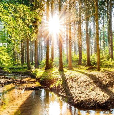 Tenda a rullo per finestra con stampa del sole che splende tra gli alberi
