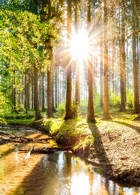 Tenda a rullo per finestra con stampa del sole che splende tra gli alberi