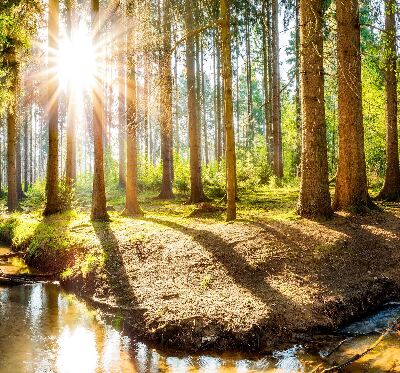 Tenda a rullo per finestra con stampa del sole che splende tra gli alberi