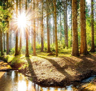 Tenda a rullo per finestra con stampa del sole che splende tra gli alberi