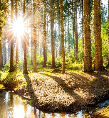 Tenda a rullo per finestra con stampa del sole che splende tra gli alberi