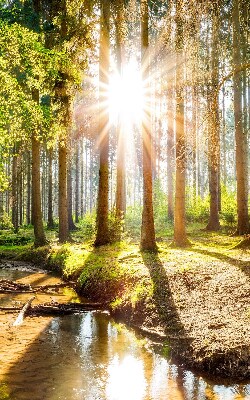 Tenda a rullo per finestra con stampa del sole che splende tra gli alberi