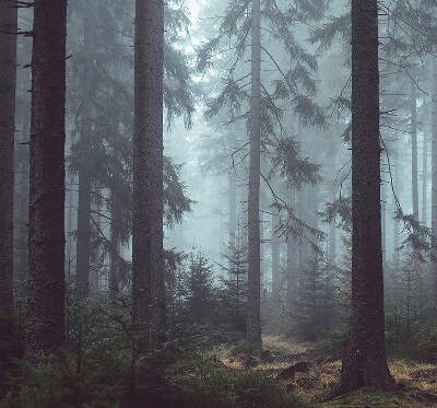 Tenda a rullo in tessuto con stampa di una foresta notturna