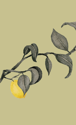 Tenda a rullo per finestra con stampa di limoni sull'albero
