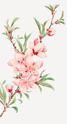 Tenda a rullo per interni con motivo a fiori rosa