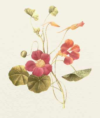 Tenda a rullo interna per finestra modello fiore