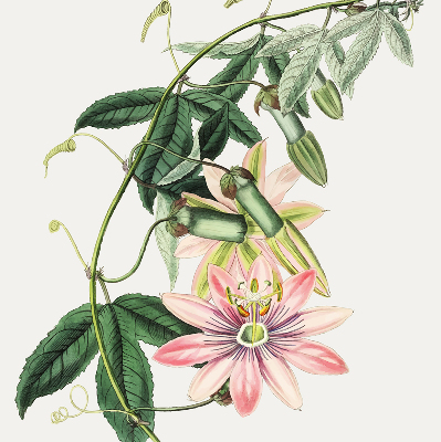 Tenda a rullo per finestra con fantasia a fiore rosa