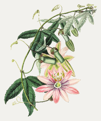 Tenda a rullo per finestra con fantasia a fiore rosa
