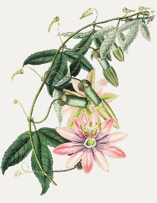Tenda a rullo per finestra con fantasia a fiore rosa