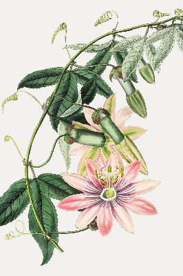 Tenda a rullo per finestra con fantasia a fiore rosa